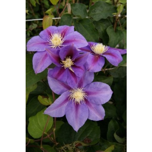 Clematis Barbara Jackman (p17)