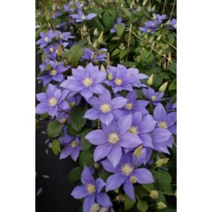 Clematis Beauty of Worcester - Klemátisz