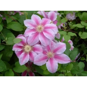 Clematis Bees Jubilee (p17)