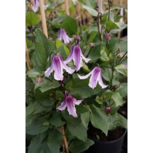 Clematis Benedikt (p17)