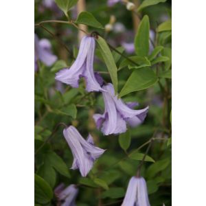 Clematis Betty Corning - Klemátisz