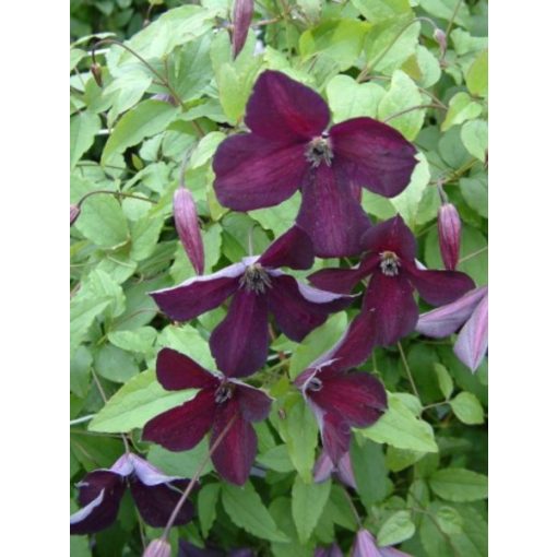 Clematis Black Prince (p17)