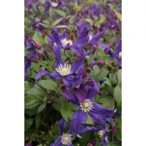 Clematis Blue Pirouette - Klemátisz