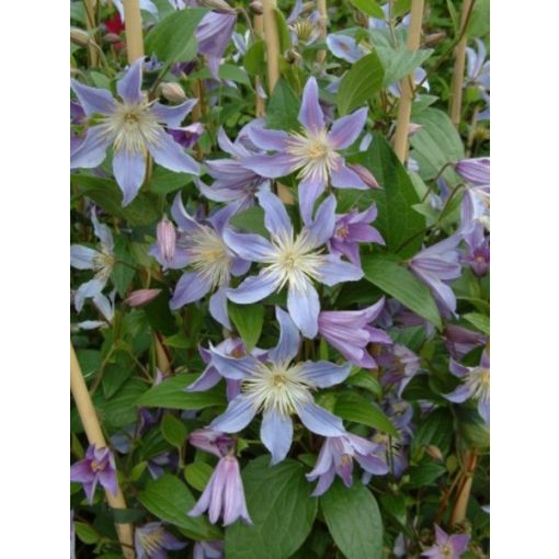 Clematis Blue River