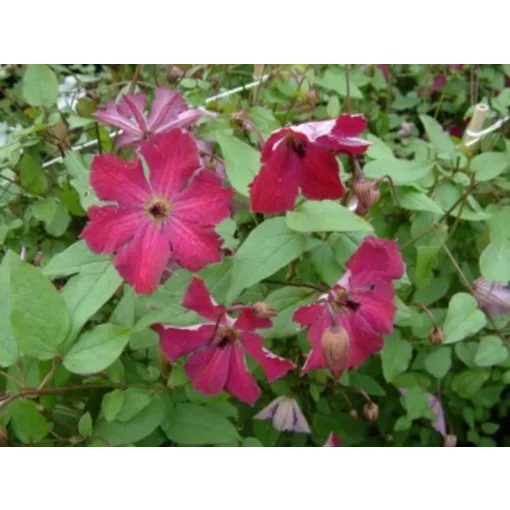 Clematis Carmencita