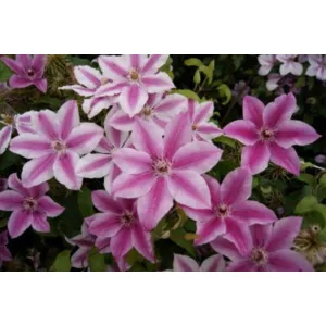Clematis Carnaby - Klemátisz