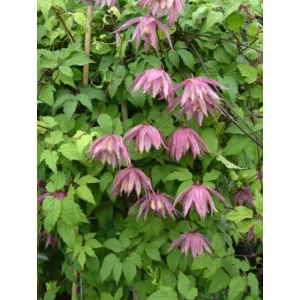 Clematis Cragside - Klemátisz