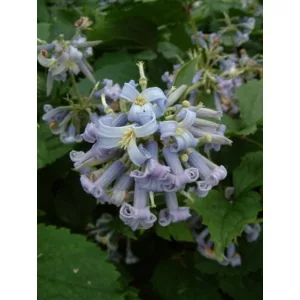 Clematis Crepuscule - Klemátisz