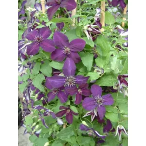 Clematis Dark Eyes
