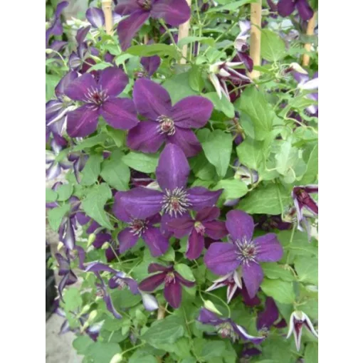 Clematis Dark Eyes