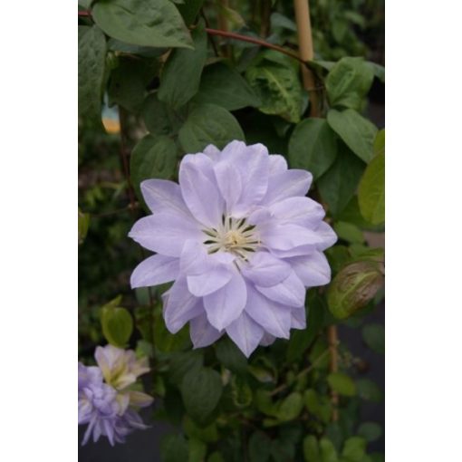 Clematis Dennys Double
