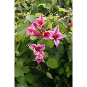 Clematis Duchess of Albany