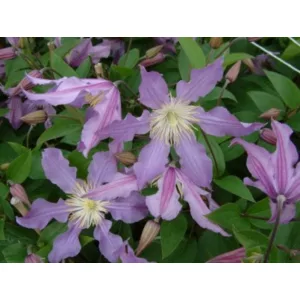 Clematis East River