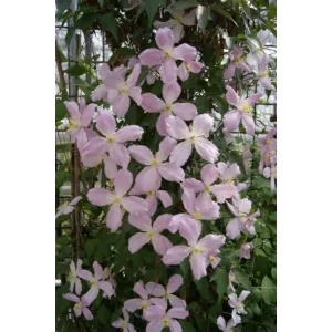 Clematis Elizabeth