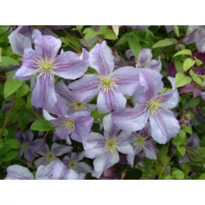 Clematis Emilia Plater