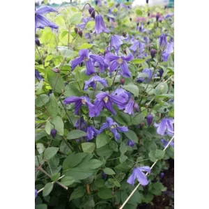 Clematis Eriostemon
