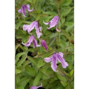 Clematis Floris V