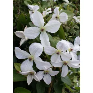 Clematis Forever Friends - Klemátisz