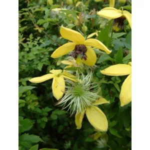 Clematis Golden Harvest - Klemátisz