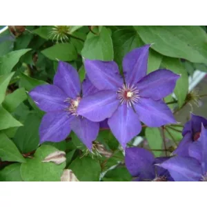 Clematis Guiding Star - Klemátisz