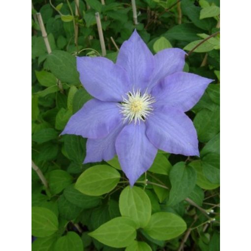 Clematis H.F.Young - Klemátisz