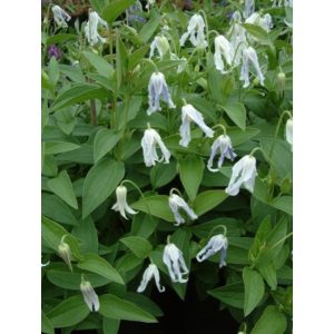 Clematis Hakuree