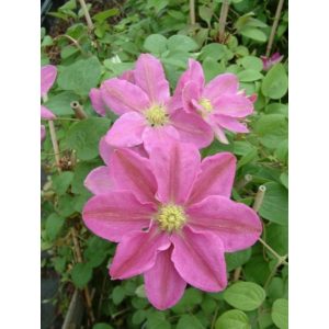 Clematis Hanaguruma