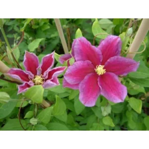 Clematis Hania - Klemátisz