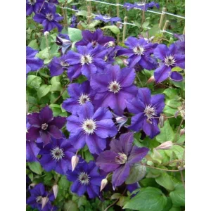 Clematis Happy Birthday - Klemátisz