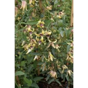 Clematis Harry Smith - Klemátisz