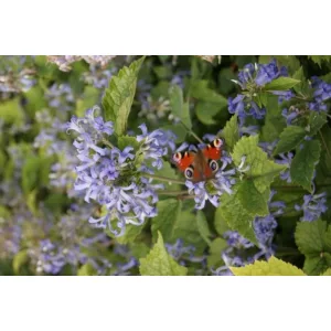 Clematis heracleifolia