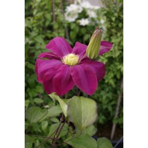 Clematis Hosho-no-flamenco - Klemátisz