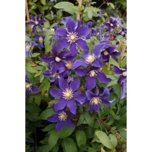 Clematis Hudson River - Klemátisz