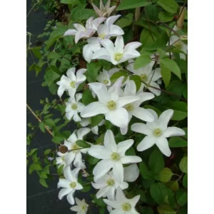 Clematis Huldine - Klemátisz