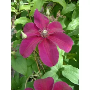 Clematis Huvi - Klemátisz