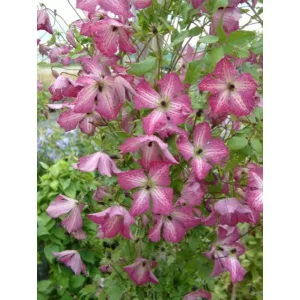 Clematis I Am Tm Happy - Klemátisz