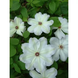 Clematis Ibi - Klemátisz
