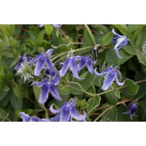 Clematis integrifolia