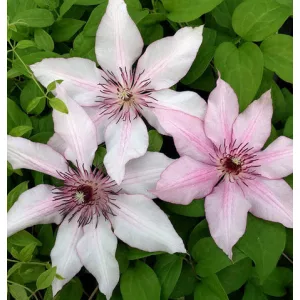 Clematis Isabella - Klemátisz