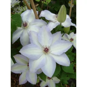 Clematis Ivan Olsson