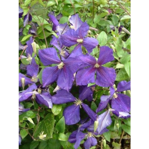 Clematis Jackmanii