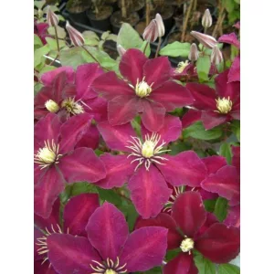Clematis Niobe