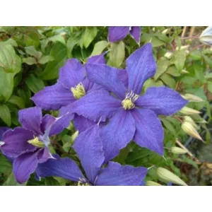 Clematis Rhapsody