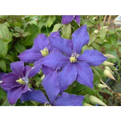 Clematis Rhapsody