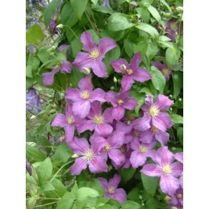 Clematis Jolly Good