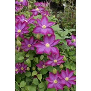 Clematis Kakio