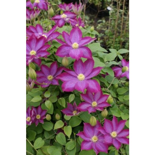 Clematis Kakio