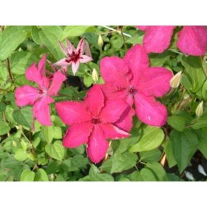 Clematis Kardynal