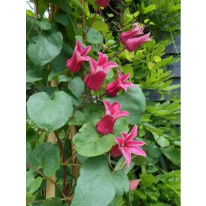 Clematis Koningin Maxima - Iszalag