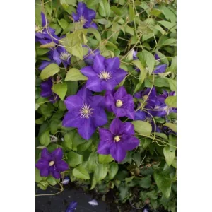 Clematis Lady Betty Balfour